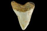 Bargain, Fossil Megalodon Tooth - North Carolina #131608-2